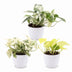 3x Epipremnum Tricolour Trio: Gelb-Grün-Creme, inkl. weißem Topf Bild 2