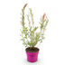 Salix Flamingo Zierweide im 17cm Topf, 40-50cm hoch Bild 2