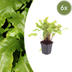 6x Hirschzungenfarn Asplenium scolopendrium 10-25cm Topf Ø9cm Bild 1