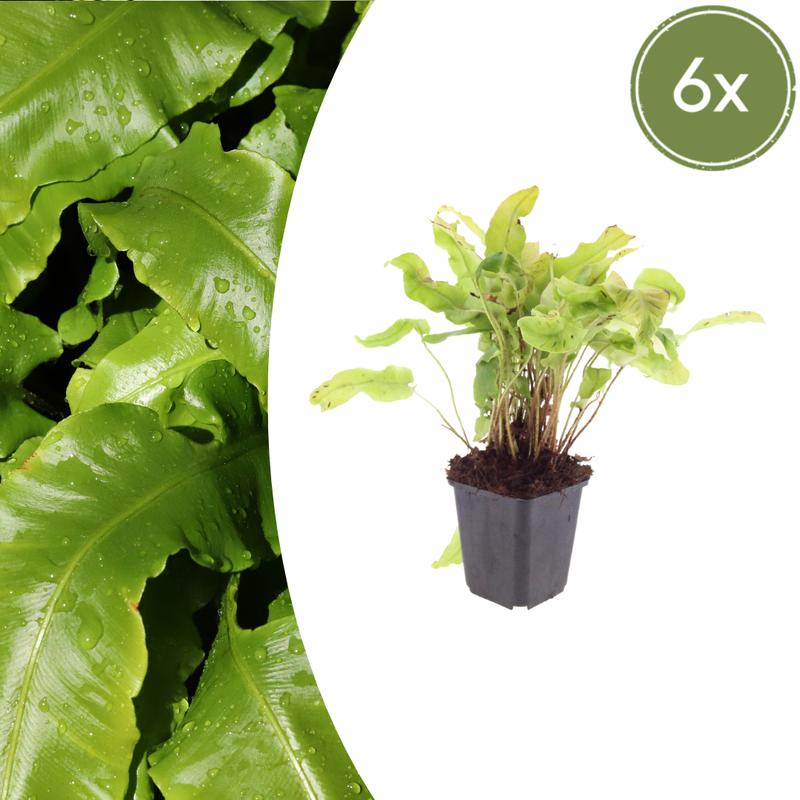 6x Hirschzungenfarn Asplenium scolopendrium 10-25cm Topf Ø9cm