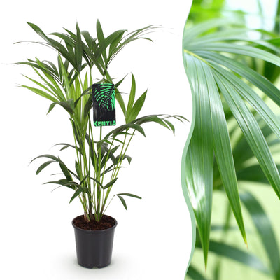 Howea Forsteriana Kentia Palme Zimmerpflanze - Topf 19cm
