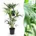 Howea Forsteriana Kentia Palme Zimmerpflanze - Topf 19cm Bild 1