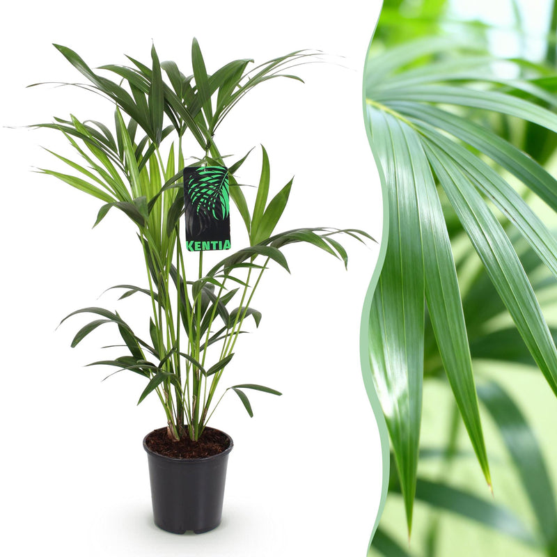 Howea Forsteriana Kentia Palme Zimmerpflanze - Topf 19cm