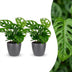 Green boutiQ - Monstera Adansonii - Monstera Adansonii - 2 Pflanzen - mit Grau Topf - Topf 12cm - Höhe - 25cm Bild 1