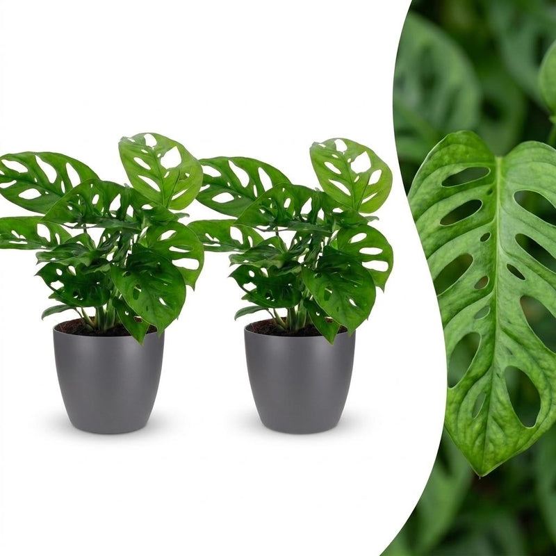 Green boutiQ - Monstera Adansonii - Monstera Adansonii - 2 Pflanzen - mit Grau Topf - Topf 12cm - Höhe - 25cm