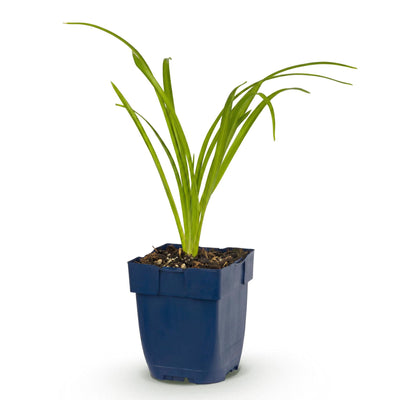 Green boutiQ - Stauden - Hemerocallis Arctic Snow - Taglilie - Bienen und Schmetterlingsanzieher - Creme - 1 Pflanze - Topf 11cm - Höhe 15-25cm