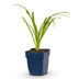 Green boutiQ - Stauden - Hemerocallis Arctic Snow - Taglilie - Bienen und Schmetterlingsanzieher - Creme - 1 Pflanze - Topf 11cm - Höhe 15-25cm Bild 2