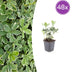 48x Pachysandra Variegata Bodendecker - 10-25cm - Ø9cm Bild 1