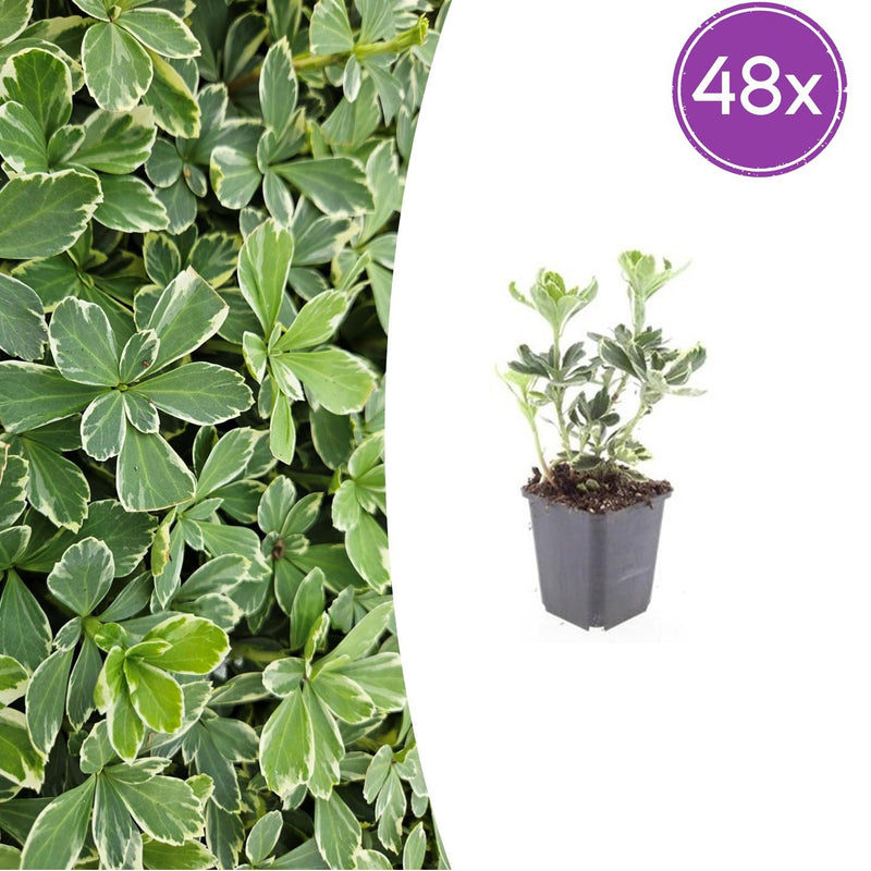 48x Pachysandra Variegata Bodendecker - 10-25cm - Ø9cm