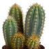 3er Set Cereus-Kakteen im Terrakotta-Topf (10,5 cm) Bild 4