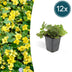 12x Waldsteinia ternata Groundcover - 10-25cm - Ø9cm Bild 1