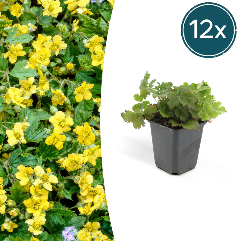 12x Waldsteinia ternata Groundcover - 10-25cm - Ø9cm