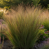 3x Panicum virgatum „Rotstrahlbusch“ – Ziergras mit warmen Herbstfarben | Topfgröße 12 cm Bild 6