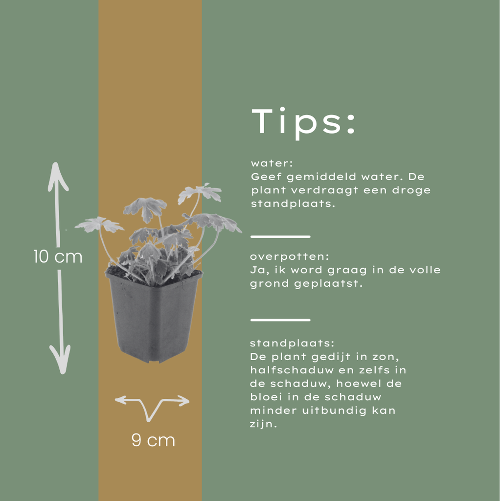 12x Storchschnabel 'Bevan's Variety' - Pink blühend, Bodendecker