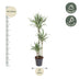 Dracaena White Stripe, 150cm, Ø24cm Topf Bild 2