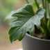 Philodendron Xanadu Houseplant, 60cm, Pot 19cm, Grey, Easy Care Bild 4