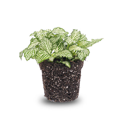 Fittonia Weißer Tiger – Mosaikpflanze für Terrarien & Zuhause, Topf 8cm