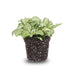 Fittonia Weißer Tiger – Mosaikpflanze für Terrarien & Zuhause, Topf 8cm Bild 2