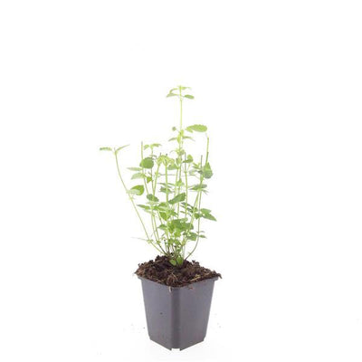 6x Agastache 'Black Adder' Staude, 10-25cm hoch, Ø9cm Topf