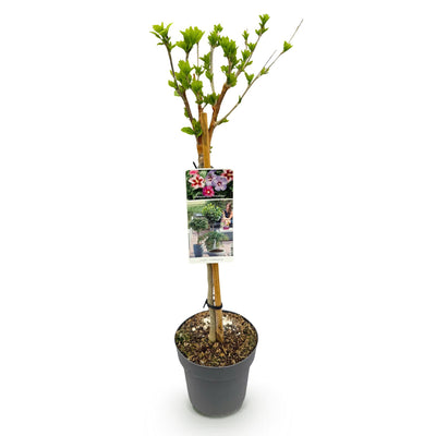 GreenboutiQ Hibiskus Tricolour Stamm-Pflanze, Winterhart, 90cm