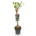 GreenboutiQ Hibiskus Tricolour Stamm-Pflanze, Winterhart, 90cm Bild 2