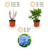 3x Blaue Hortensie 'Macrophylla Blau' - Winterhart, 20-30cm, Topf 12cm Bild 4