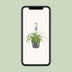 Spider Plant 'Bonnie' (Chlorophytum comosum) in a 17cm pot, 35cm tall Bild 5