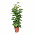 Epipremnum Pinnatum Moss Pole 80cm: Golden Pothos, Houseplant Bild 1