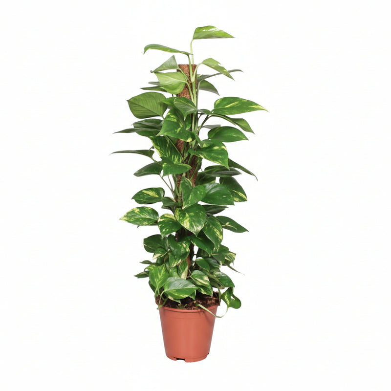 Epipremnum Pinnatum Moss Pole 80cm: Golden Pothos, Houseplant