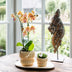 Orange Jamaica Orchidee im gelben Topf – blühend, Ø9cm Bild 3