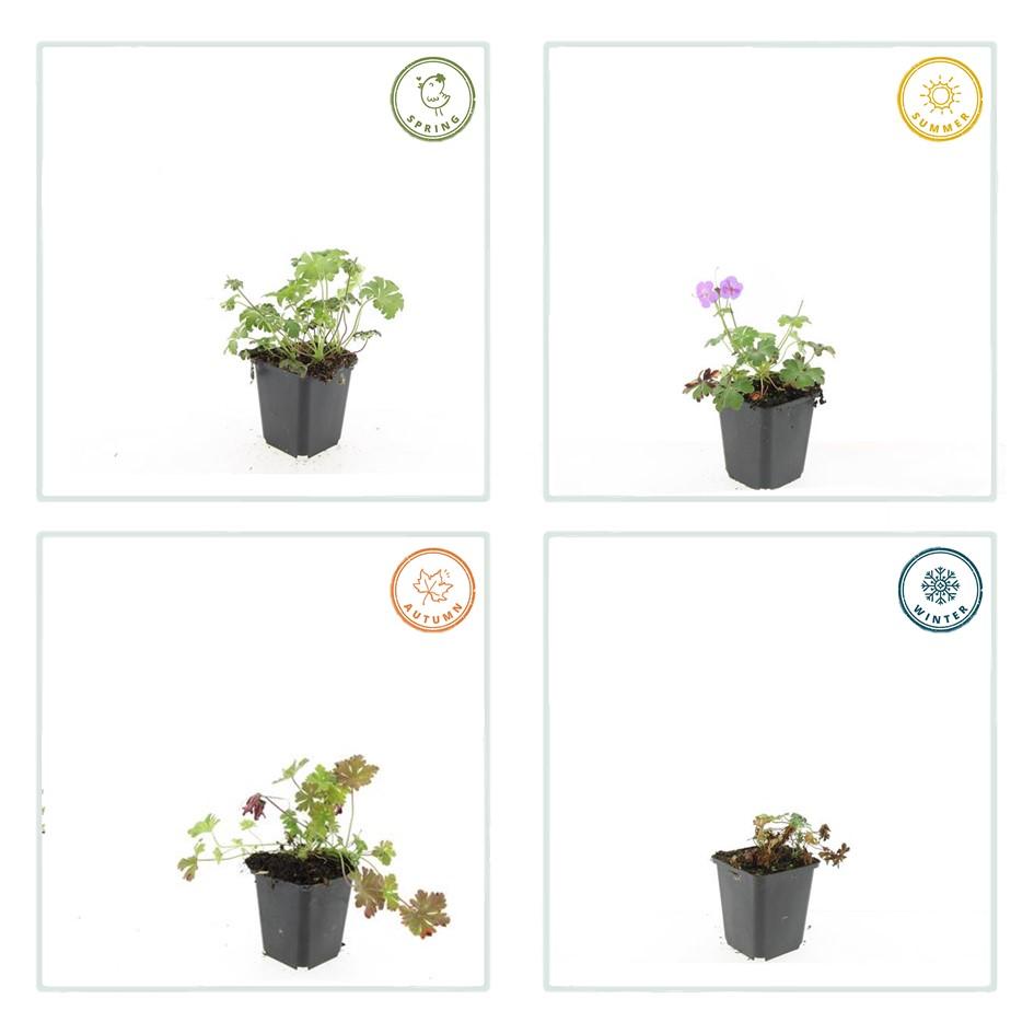 60x Geranium cant. 'Cambridge' - ↕10-25cm - Ø9cm