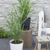 Zebra Grass 'Strictus' in a 23cm pot, 60cm high Bild 5