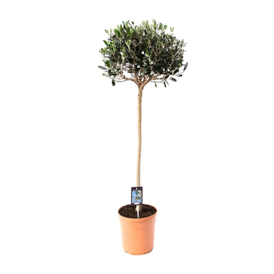 Edle Olive (Olea europaea) - Ø19cm, 80cm hoch