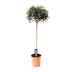 Edle Olive (Olea europaea) - Ø19cm, 80cm hoch Bild 1