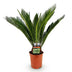 Green boutiQ - Zimmerpflanze - Cycas revoluta - Palmfarn - Wenig Pflege - Grün - 1 - Topf 17cm - Höhe 70cm Bild 2