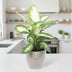 Dieffenbachia Camilla XL - 50cm - Ø17cm Topf Bild 3