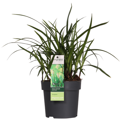 Carex Irish Green Ziergras - Immergrün, Ø19cm, ↕40cm