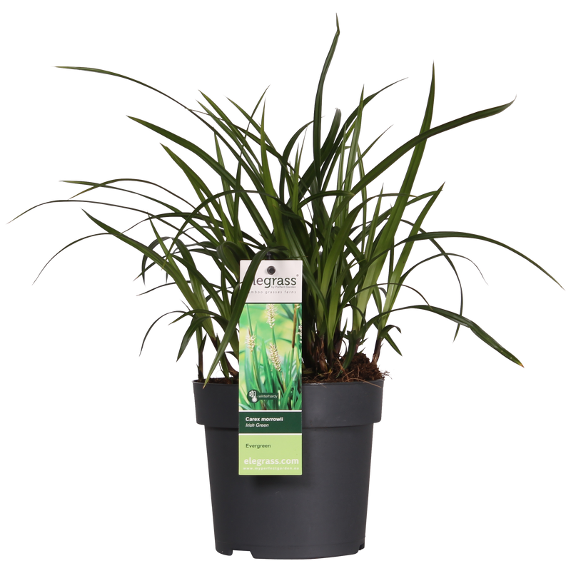 Carex Irish Green Ziergras - Immergrün, Ø19cm, ↕40cm