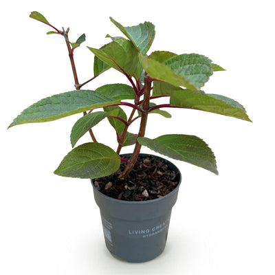 Gartenhortensie 'Living Infinity' – Winterhart, Weiß, 12cm Topf