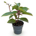 Gartenhortensie 'Living Infinity' – Winterhart, Weiß, 12cm Topf Bild 2