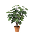 Kunst Polyscias Fabian 55cm – Tropisches Flair für Ihr Zuhause Bild 1