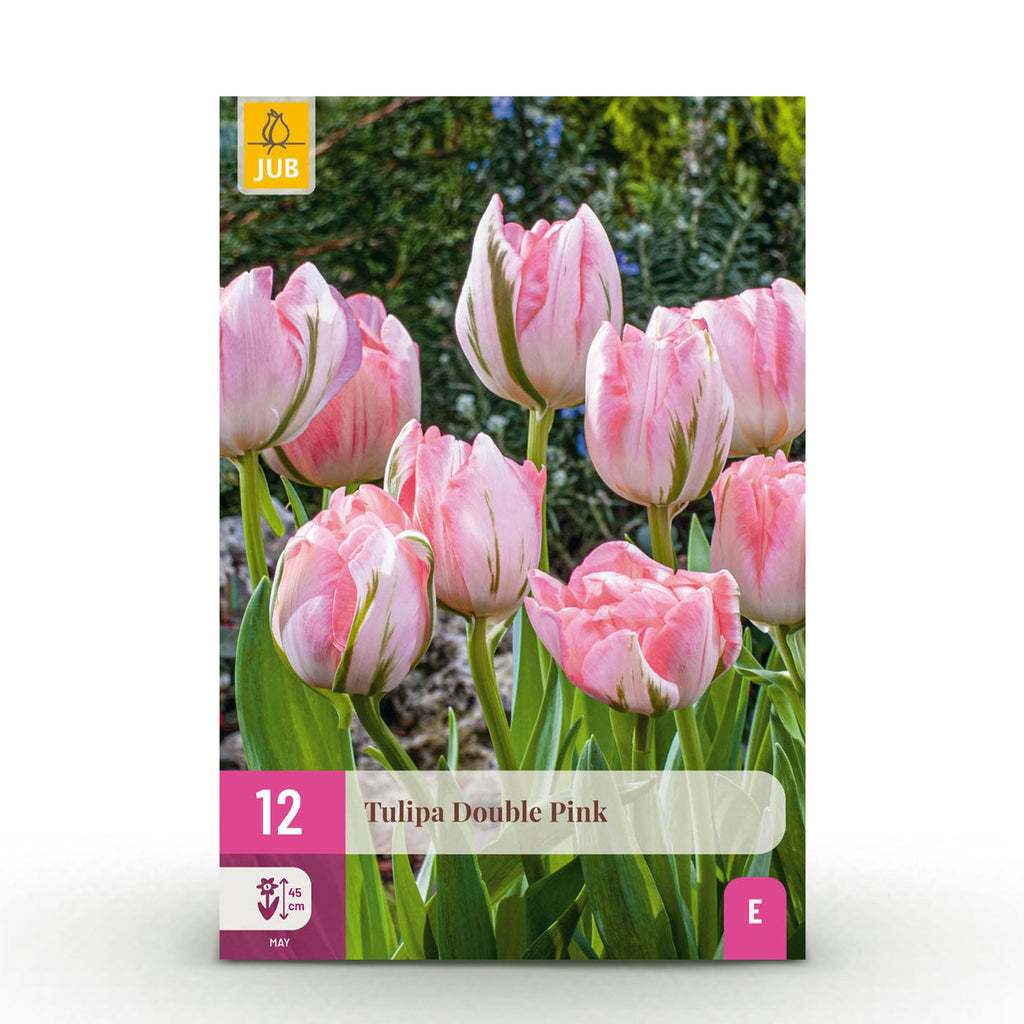 GreenboutiQ - Blumenzwiebeln - Tulp Double Pink - Bulbs Hardy Perennial - Farbe Rosa - 12 Stück - Zwiebelgröße 11/12 - XXL Pack
