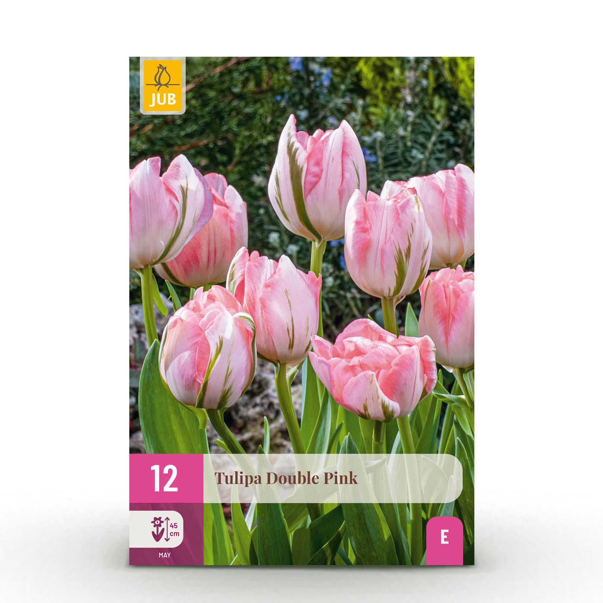 GreenboutiQ - Blumenzwiebeln - Tulp Double Pink - Bulbs Hardy Perennial - Farbe Rosa - 12 Stück - Zwiebelgröße 11/12 - XXL Pack