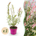 2x Salix Flamingo Weide Ø17cm - 40-50cm – Farbenfroher Hingucker Bild 1
