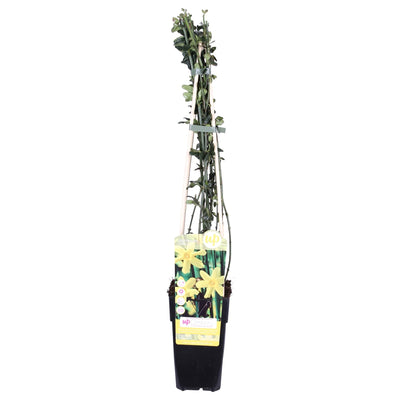 Winterjasmin Jasminum nudiflorum Ø15cm, ↕65cm