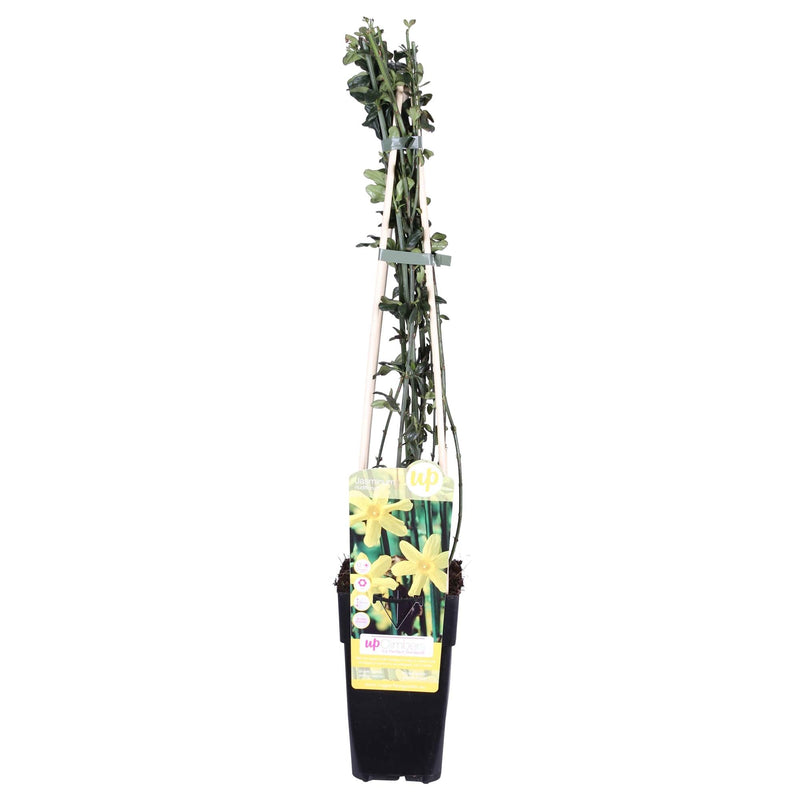 Winterjasmin Jasminum nudiflorum Ø15cm, ↕65cm