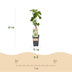 GreenboutiQ Weiße Traube - Vitis vinifera Bianca - 2 Pflanzen, Topf 15cm Bild 3