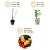 GreenboutiQ Obstpflanzen: Beeren-Trio - Winterhart - 3er Topf 9cm Bild 4