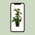 Scindapsus Epipremnum: Hängepflanze im Ø15cm Topf, ↕50cm Bild 5