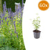 60x Agastache 'Black Adder' Staude - 10-25cm Topf-Ø9cm Bild 1